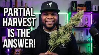 A PARTIAL HARVEST Is The Answer! | Infinity Grow: S9 EP5