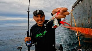 Peixe Vira Isca Enquanto Era Tirado Da Água Pescaria De Corrico No Mar