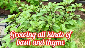 What kinds of thyme can you eat?