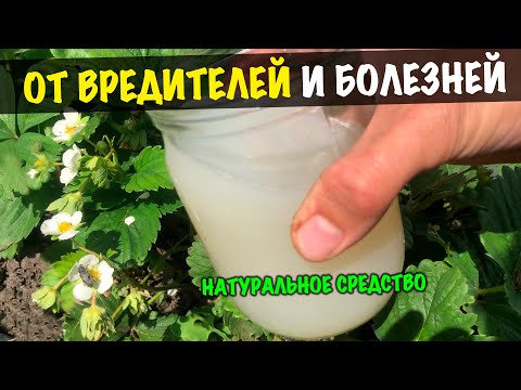 Клубника без вредителей! Натуральное средство от вредителей и болезней на клубнике #shorts