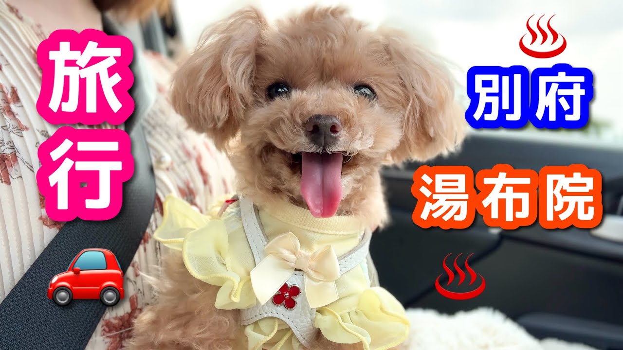 別府・湯布院の犬連れ旅行！～お前を地獄に連れて行く編～【トイプードルのコロン】
