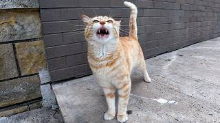 Portakal the Stray Cat Gets So Excited Every Time We Meet