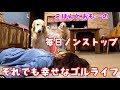 あーペーの召使いは休憩なし　ゴールデンレトリバー