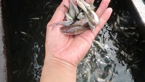 Nông dân "sốc" trước cảnh cá linh lúc nhúc mùa nước nổi