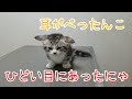 マンチカンの子猫が初の病院で怖くて耳がぺったんこになりました。- Munchkin kitten that was taken to the hospital for the first time -