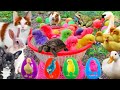 Menemukan Ayam Lucu, Ayam Warna-warni, Ayam Rainbow, Ikan Hias, Angsa, Kucing, Bebek, Anjing Lucu