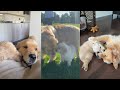 Watch Golden Retriever's Fall In Love