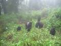 Rwanda gorilla silverback beats chest  scares tourists