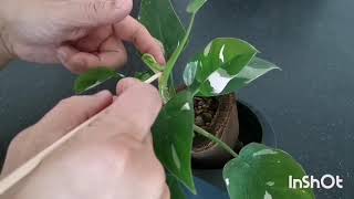 Freeing Stuck New Leaf - White Princess Philodendron (Not for the  faint-hearted) - YouTube