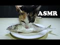 ASMR Cat Eat Raw Fish | Can Cat Eat Full Fish?