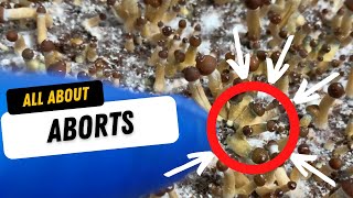 🍄 All About Aborts! 🍄
