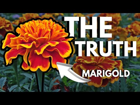 Video: Marigold bruksområder og fordeler – forskjellige måter å bruke ringblomstplanter