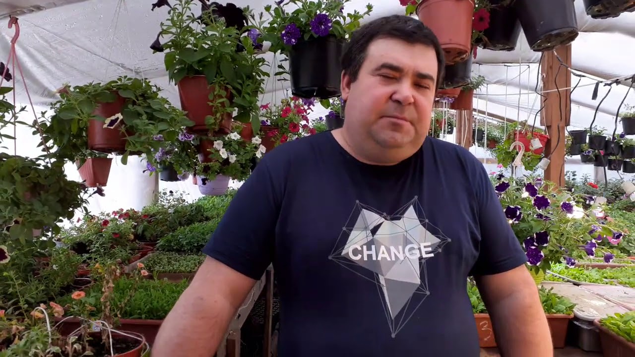 Самый простой способ укоренить черенок петунии.