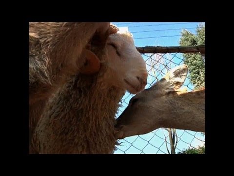 Video: Deer-Ram Love Story Çin Zoo Aflutter Var