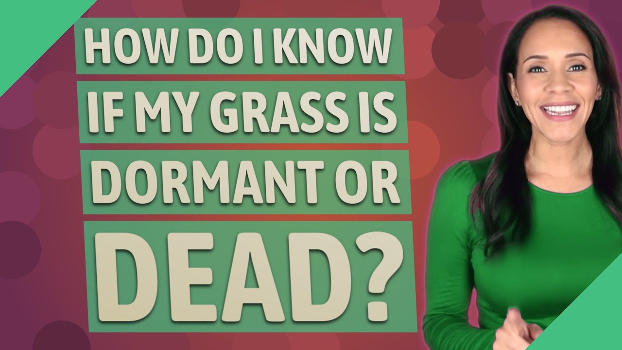 How do I know if my grass is dormant or dead?