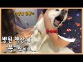 강아지 중성화 수술하러 갔는데 똥 쌌어요... / dog neutralization surgery