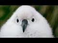 Fluffy Chicks are Blown From Their Nests in Antarctic Storms | Seven Worlds, One Planet | BBC Earth