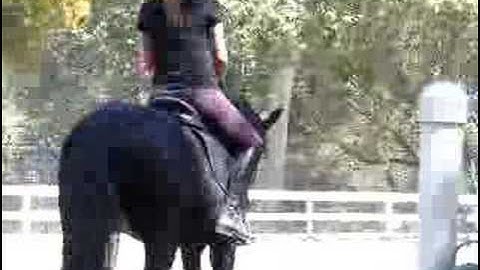 Trot walk transition