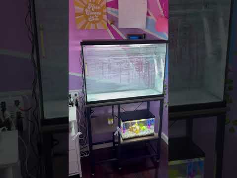 Fancy Goldfish Tank