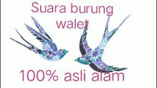 Suara tarik asli burung walet (sweftlet calling sound)
