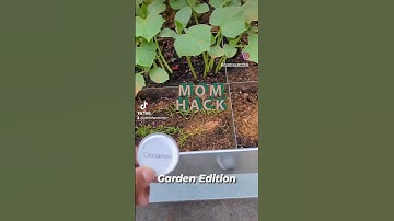 Cinnamon for the win! Get rid of those pesky ants 🐜#natural #garden #reels #video #viral