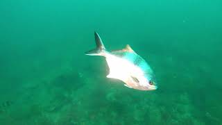 My Friend The Long-Snouted Boarfish