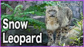おなかの膨らみは?ユキヒョウのシジムと隣のコハク 檻越しに行ったり来たり Snow Leopard