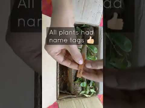 Видео: Далайн доор Колусын ургамал - Далайн доор колеус ургуулах зөвлөмжүүд