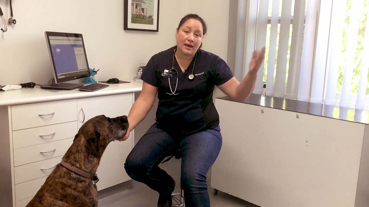 Worming Shepparton Animal Shelter GV Vets YouTube
