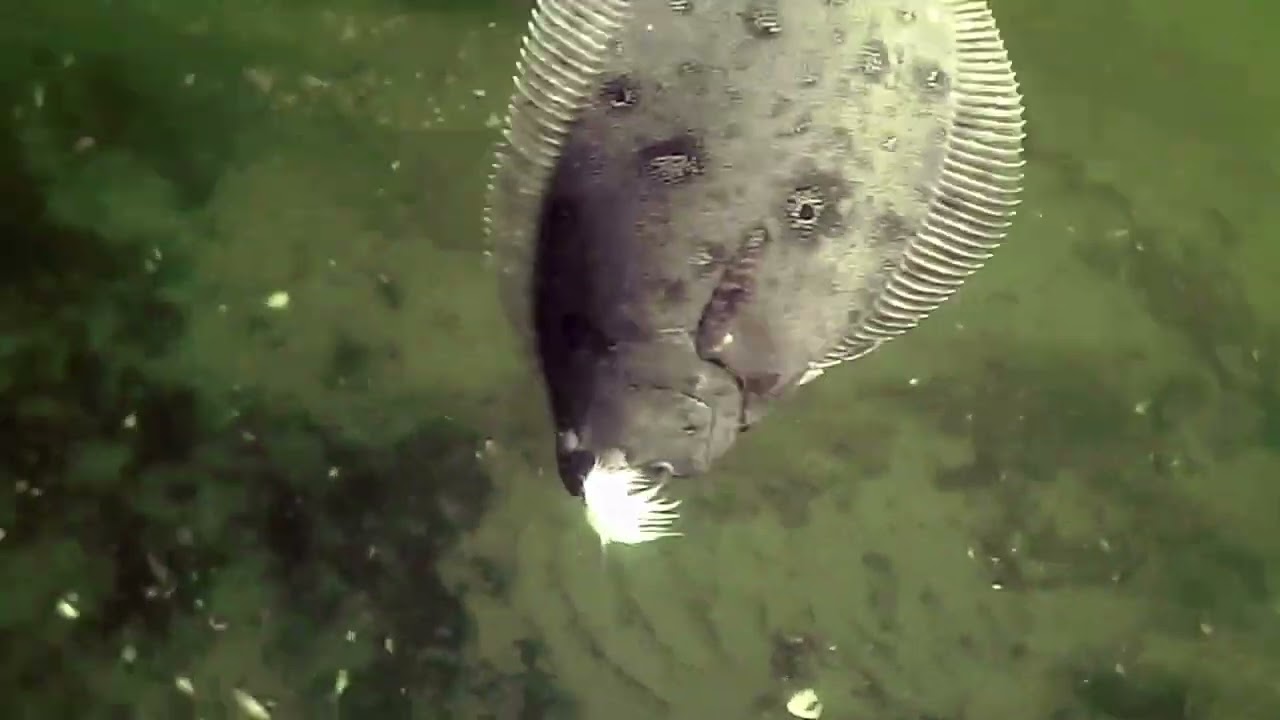 flounder /fluke fishing Manasquan river