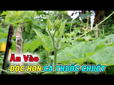 Video: Tại Sao Bí Ngô, Bí Xanh Và Bí Không Nảy Mầm