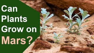Can Plants Survive on Mars? The Case for Mars 15