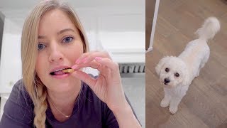 🐶 How to make Dog Treats!