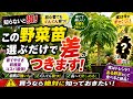 【おすすめ野菜】日本の気候も南国化⁉︎野菜で人気殺到中の〇〇の栽培についてポイントをご紹介しますVer622【カーメン君】【チューリップ】【球根】【宿根】