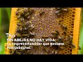 Sin Abejas No Hay Vida: La Empresa Familiar que Rescata Polinizadores -TvAgro por Juan Gonzalo Angel