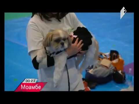 Йога для собак или дога-йога