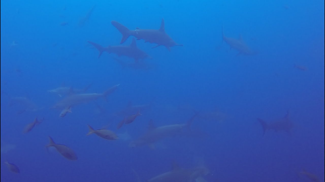 Gordon Rocks and Daphne Minor - The Galapagos