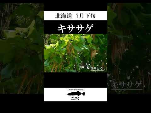 【北海道】キササゲ #shorts