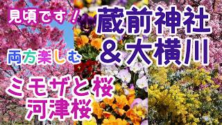 A luxurious stroll through the Kawazu cherry blossoms along the