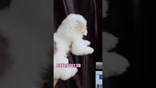 #song #viral #puppy #lhasaapso #shortsvideo