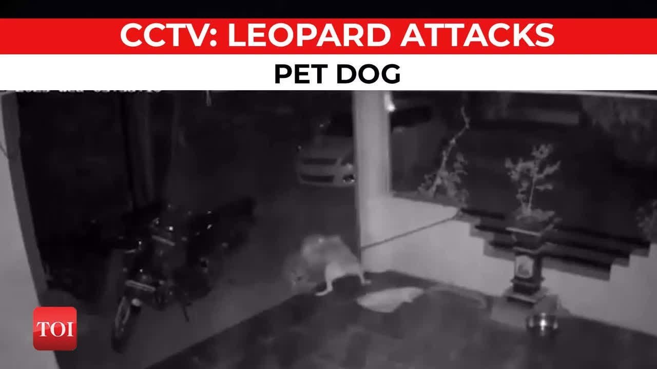 Caught on CCTV: Leopard attacks pet dog in Pune's Hinjewadi - YouTube