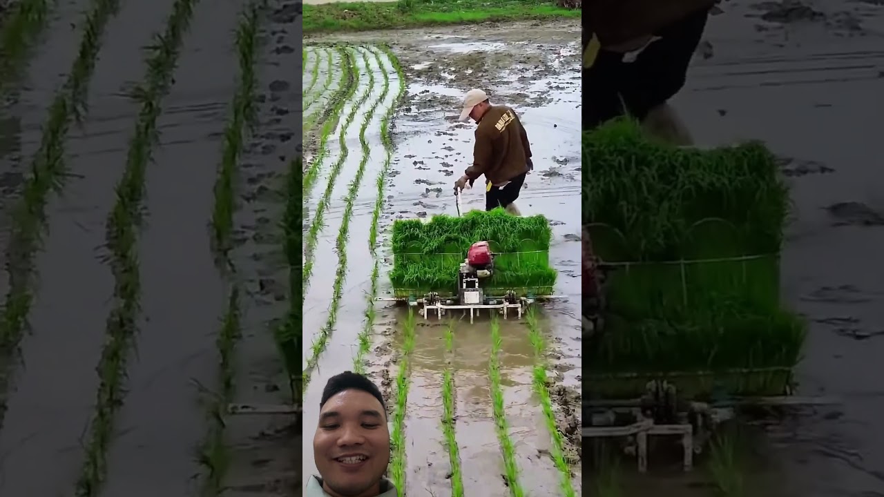 Máy Cấy Bốn Hàng Giá Rẻ #nature