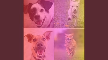 Pulsating Backdrops for Shelter Pups