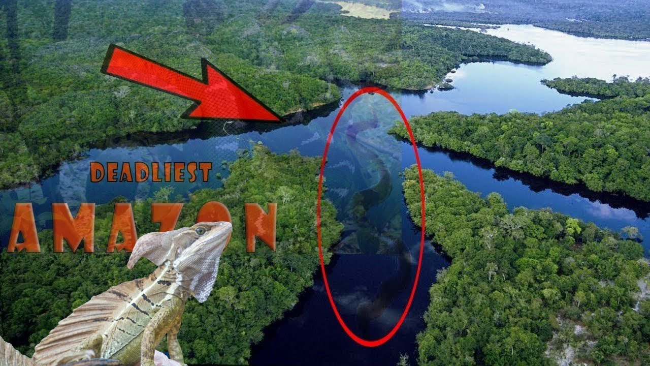 IBITEYE UBWOBA KWISHYAMBA RYA AMAZON/ ISHYAMBA RININI CYANE KWISI - YouTube