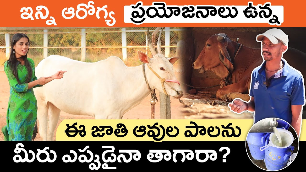 Top 5 India Cow Breeds in Telugu - Hallikar, Rathi, Gir, Malnad, Punganur Cows' Benefits | Sirisha