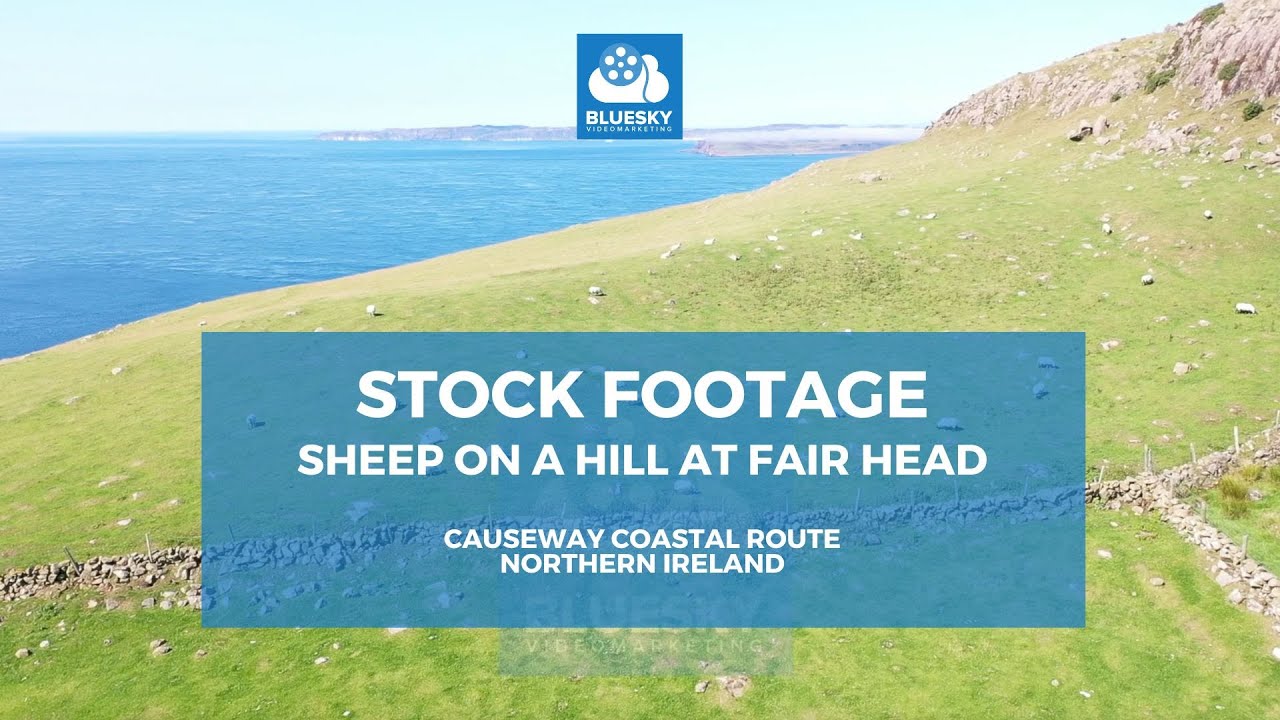 Sheep on a hill at Fair Head on the Causeway Coastal Route
