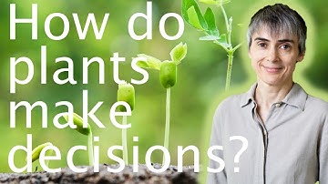 Plants vs animals: two different survival tactics - Ottoline Leyser