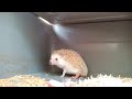 Hedgehog Giving Birth