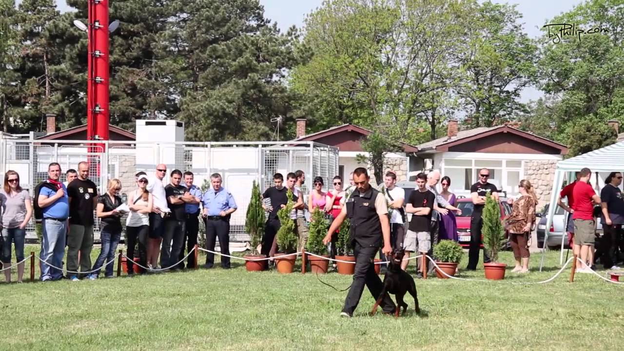 Dobermann Courage test - IV Serbian Winner show & 3rd Serbian national Championship 2013