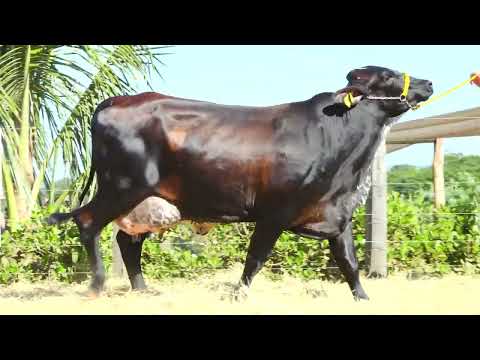 LOTE 21  ANDRÉA GOPRO FIV F.CONGONHAS 9392CB